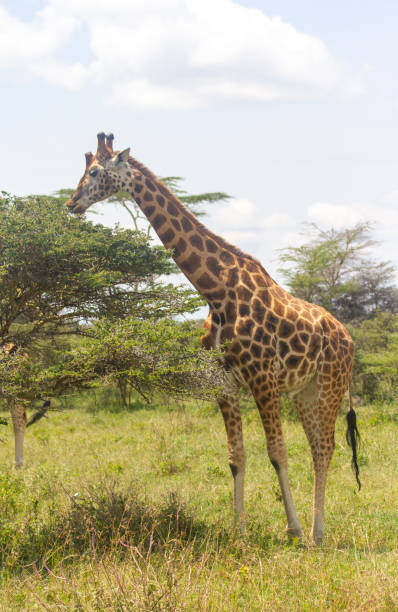 Rothschild's giraffe Giraffa camelopardalis rothschildi Rothschild's giraffe feeding in Lake Nakuru National Park KENYA lake nakuru national park stock pictures, royalty-free photos & images