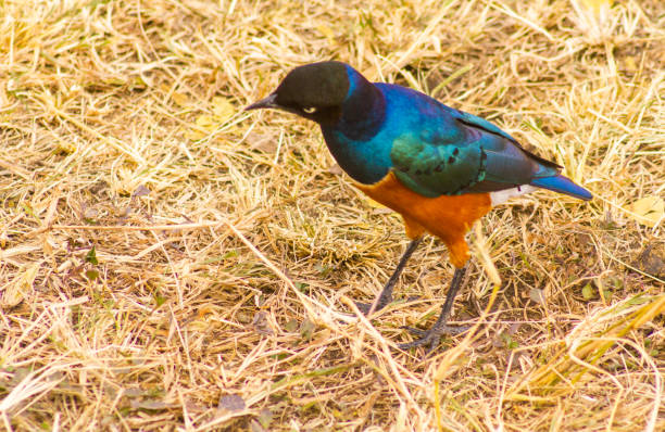 istock Golden breasted bird 1417984642