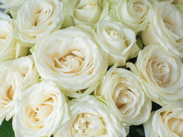 istock Beautiful bouquet of white blooming roses 1417986453