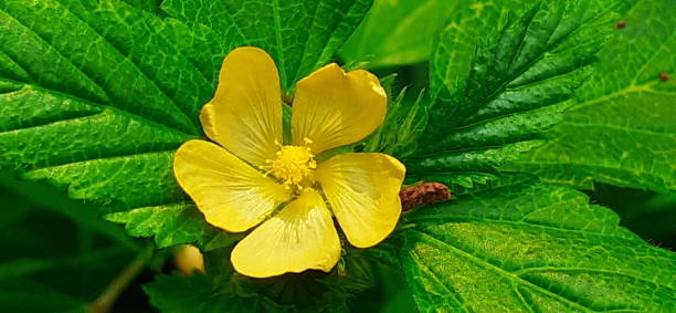 istock Prickly Malvastrum Flower on Green Leaves Background 1417986835