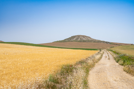 A lonely road on the Camino de Santiago with a field of wheat and rolling hills in central Spain.