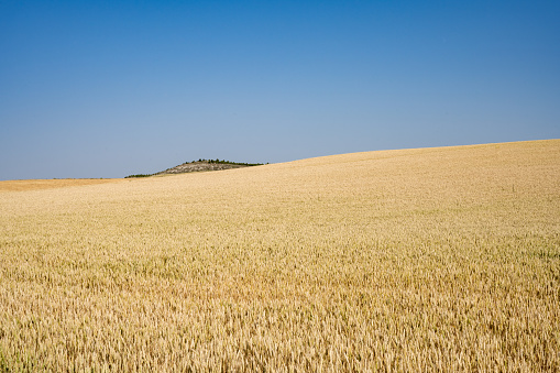 A scenic field of wheat and rolling hills in central Spain.