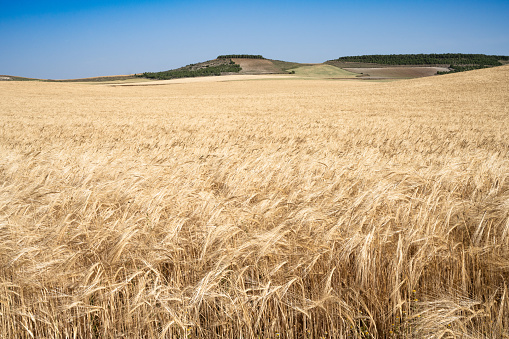 A scenic field of wheat and rolling hills in central Spain.