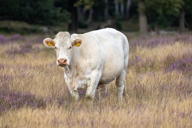 istock Cattle in a rural area on a sunny morning 1417987170