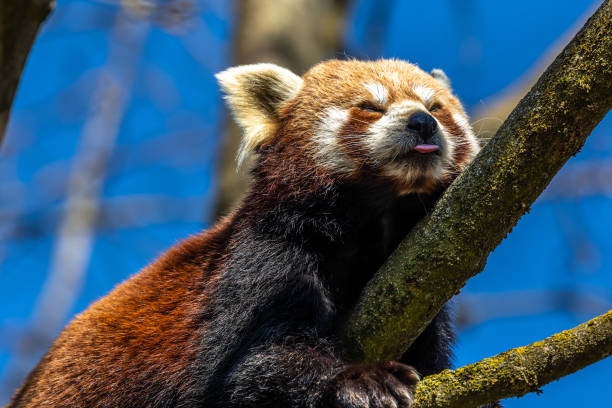 istock The red panda, Ailurus fulgens, also called the lesser panda. 1417990803