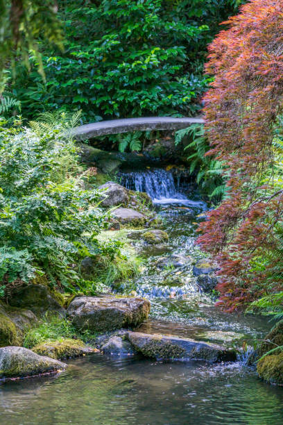 istock Garden Plants And Pond 4 1417990927