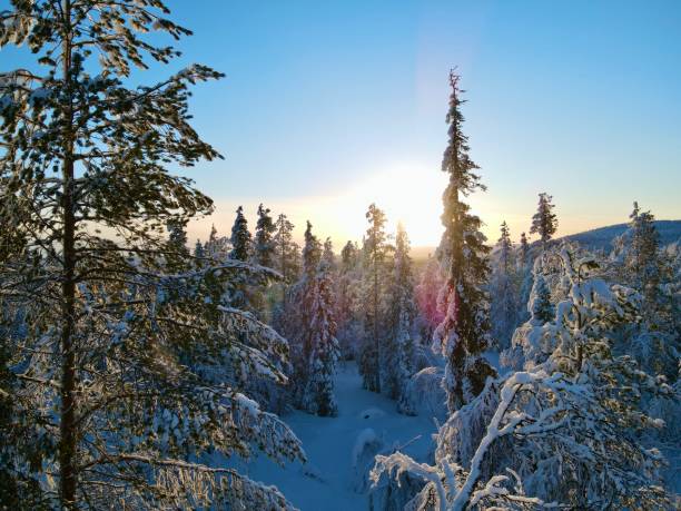 istock Sunset on the snowy forest 1417991117