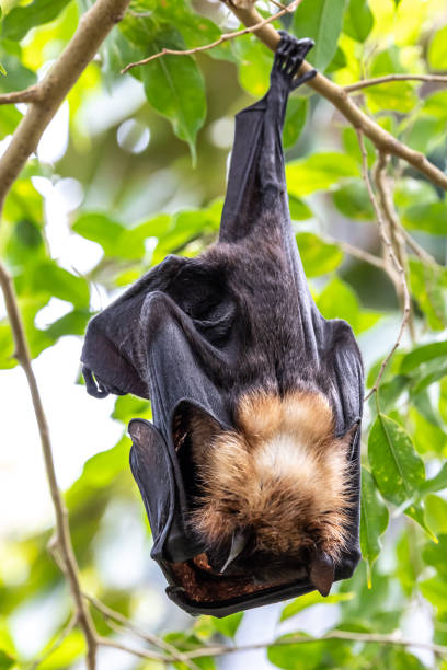 istock Straw-coloured Fruit Bat - Eidolon helvum, beautiful small mammal from African forests 1417991264