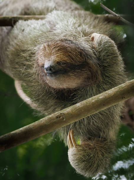 istock Sloth in Costa Rica 1417991319