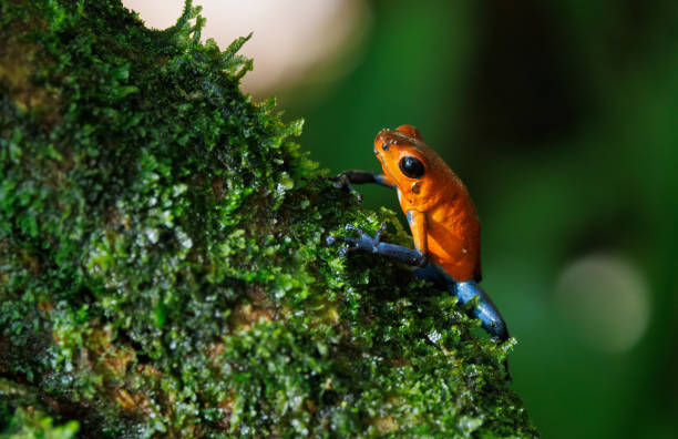 istock Poison Dart Frog in Costa Rica 1417991333