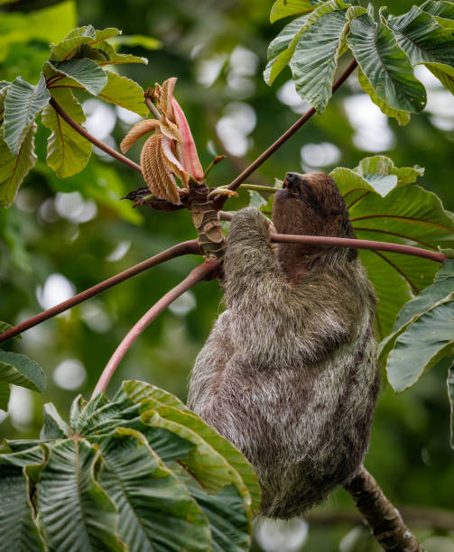 istock Sloth in Costa Rica 1417991335