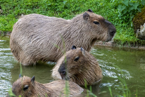 istock Capybara, Hydrochoerus hydrochaeris grazing on fresh green grass 1417991376