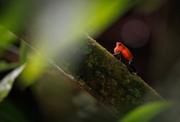 Poison Dart Frog in Costa Rica stock photo
