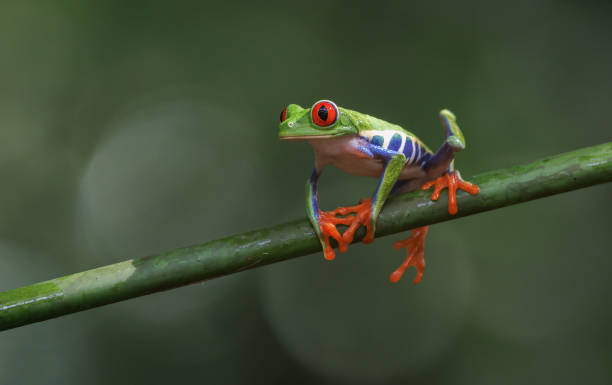 istock Red-eyed Tree Frog in Costa Rica 1417991945