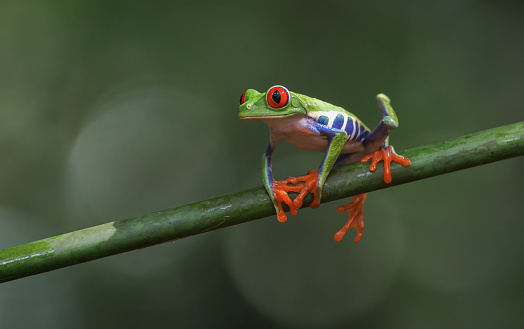 A Red-eyed Tree Frog in Costa Rica