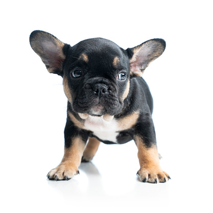 French Bulldog black and Cream Puppy frontal view