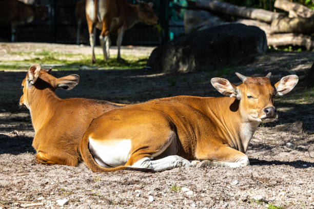 istock Banteng, Bos javanicus or Red Bull is a type of wild cattle. 1417992232