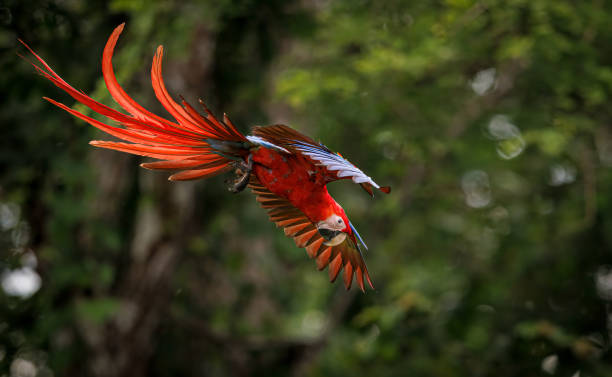 istock Scarlet Macaw in Costa Rica 1417992363