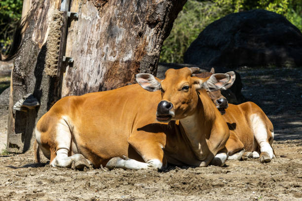 istock Banteng, Bos javanicus or Red Bull is a type of wild cattle. 1417992626