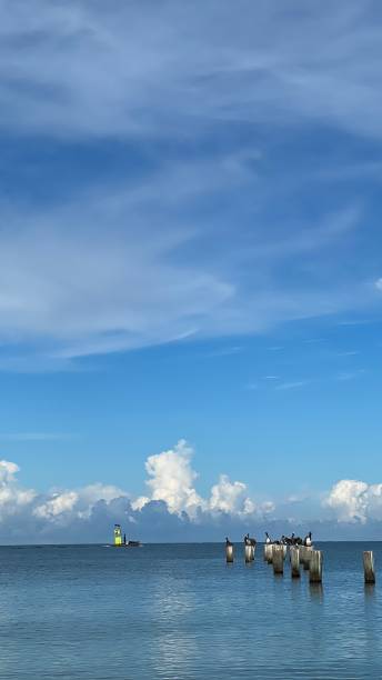istock PELICANS RELAXING ON A PEACEFUL MORNING 1417992728