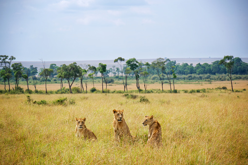 Three lionnesses sitting in the grass area of the Maasai Mara National Reserve in Kenya.