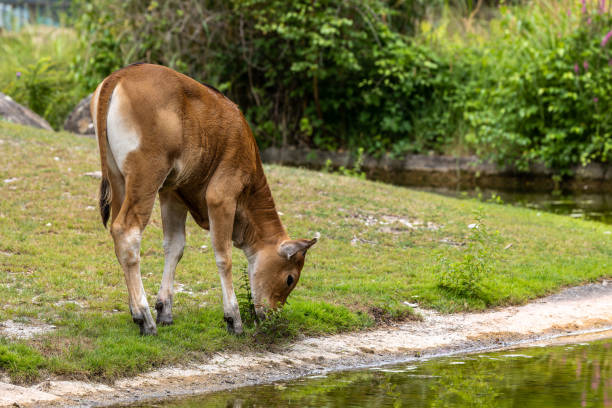 istock Banteng, Bos javanicus or Red Bull is a type of wild cattle. 1417992909