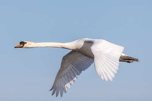 A white mute swan (Cygnus olor) flying in the blue sky