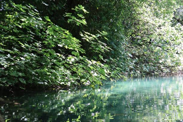 istock Beautiful landscape of green branches on a river in a forest 1417992967