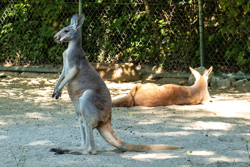 The red kangaroo, Macropus rufus is the largest of all kangaroos, the largest terrestrial mammal native to Australia, and the largest extant marsupial.