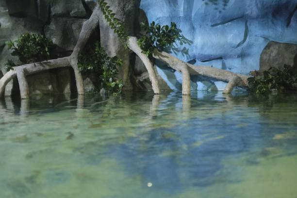 istock Tree in the water with its roots by a wall 1417994248