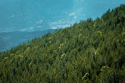 Densely forested mountain slope in sun weather.Mountain slope in the background