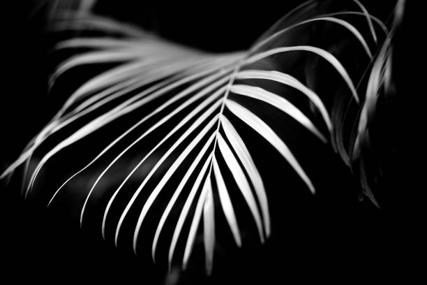 istock black and white photography.  Palm leaf on a black background 1417994700