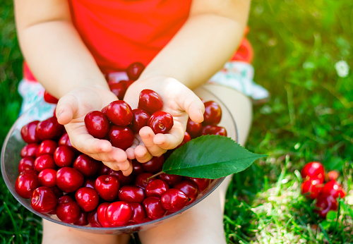 A little girl sits on the grass and holds a cherry berry in her hands, there is a bowl with cherries on the child's lap