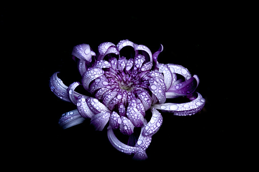 a purple flower on a black background with water drops