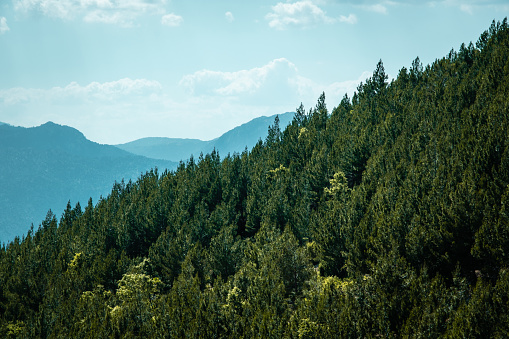 Densely forested mountain slope in sun weather.Mountain slope in the background.Cloudy sky in the background.