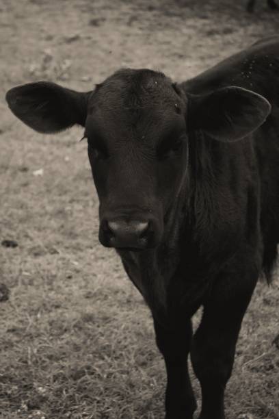 istock Vertical portrait of a black cow 1417997402