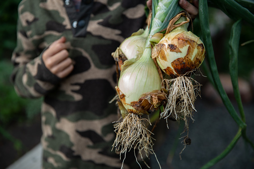 Bunch of young onions in farmer's hands - close up. Agriculture - fresh spring harvest from the field. Country outdoor scenery.