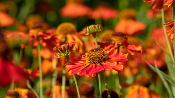 istock Beautiful autumn orange flowers. 1417999567