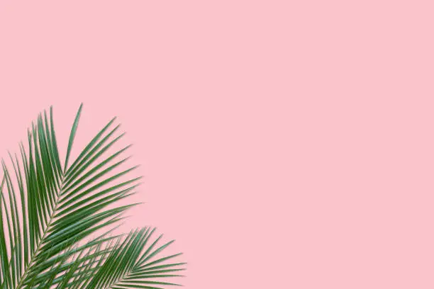 Summer tropical background. Green palm leaves on a pink background. Minimal flat lay.