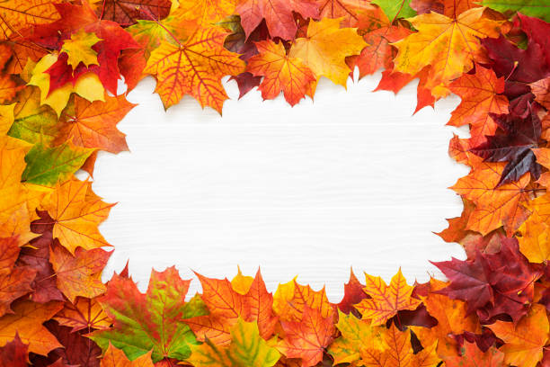 istock Top table view on multi-colored bright maple leaves on a white wooden background 1418000268