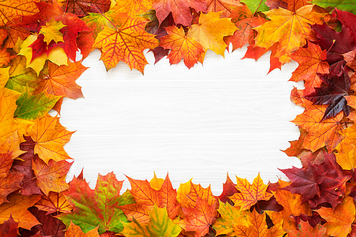 Bright colored autumn leaves on white textured wooden background. Autumn background with copy space