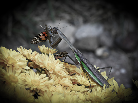 Speckled bush-cricket eating on a shamrock flower