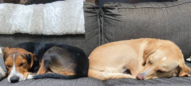 istock A Treeing Walker Coonhound and a Labrador Retriever mix sleeping on a couch 1418004247