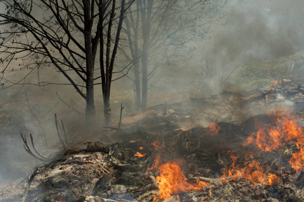 Fire in forest. Smoke and fire in nature. Burning garbage. Illegal landfill is on fire.