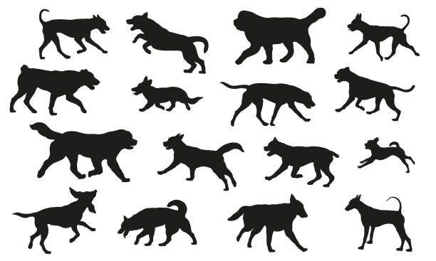 ilustrações de stock, clip art, desenhos animados e ícones de group of dogs various breed. black dog silhouette. running, standing, walking, jumping, sniffing dogs. isolated on a white background. pet animals. - golden retriever retriever white background isolated