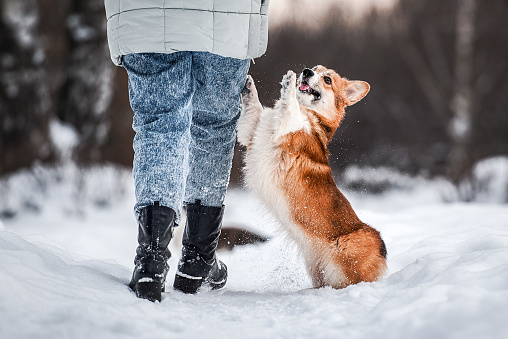 a young woman with her corgi dog in the winter forest