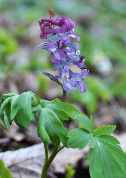 in spring, corydalis blooms in the forest - poppy purple flower close up imagens e fotografias de stock