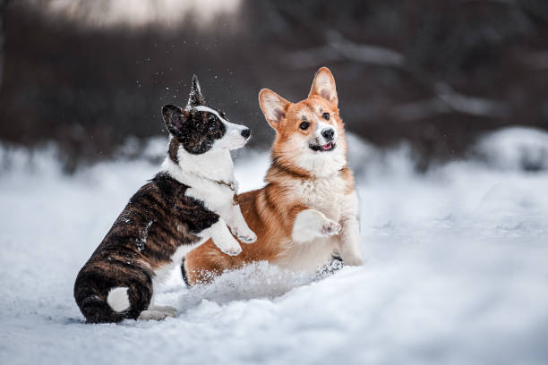 istock two corgis, brown and red, play in the snow 1418006848