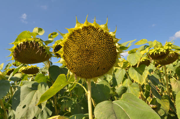 istock In the field ripens sunflower 1418006864