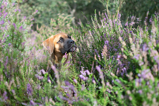 A Puppy In The Heath, Purple, Green